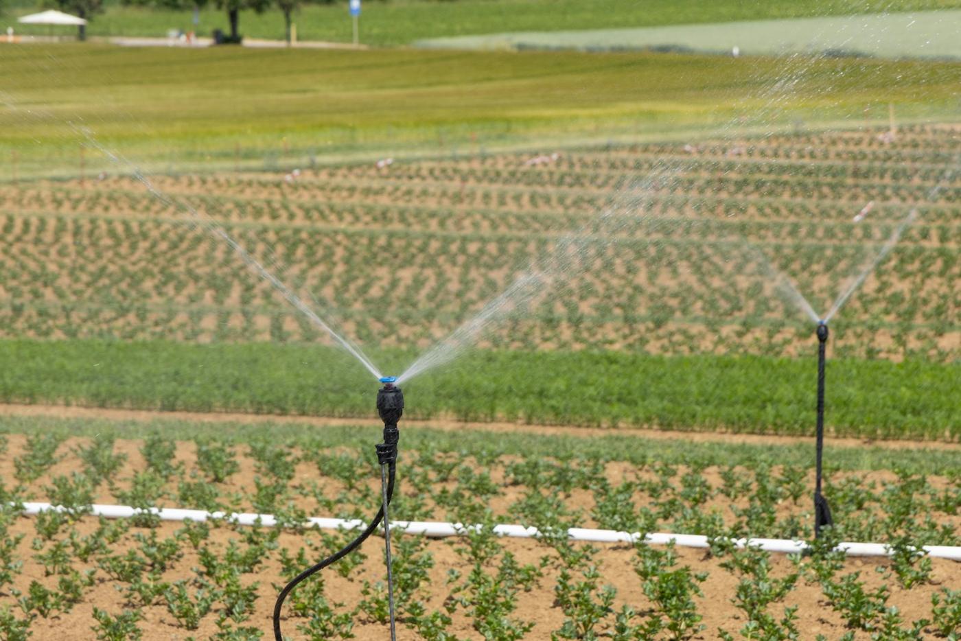 Sprinklers watering a field