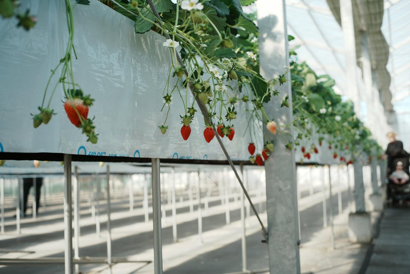 Strawberries growing in elevated gutters in a greenhouse