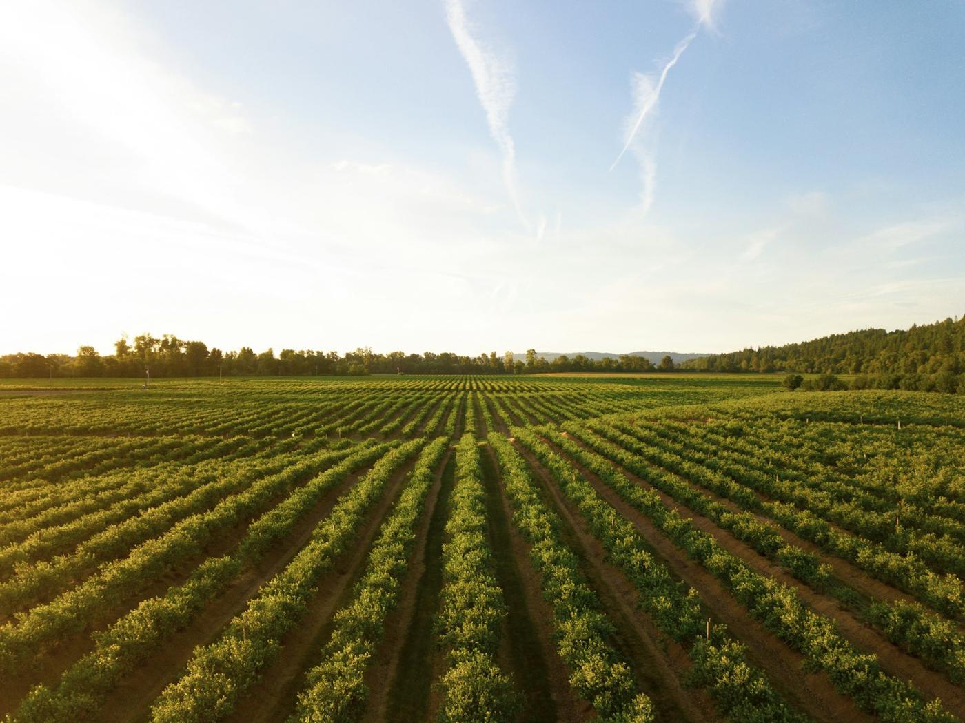 Crop rows at sunset