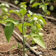 Seedling