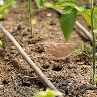 Drip irrigation line